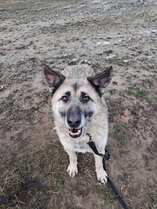 Feluś czeka na dom całe życie...
