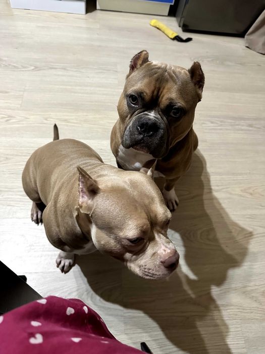 Perfumes varios marcas