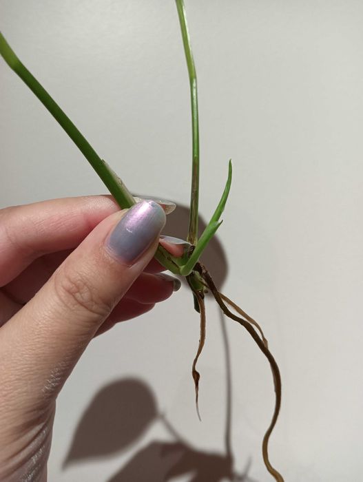 Planta pendente para decoração - Pothos Golden