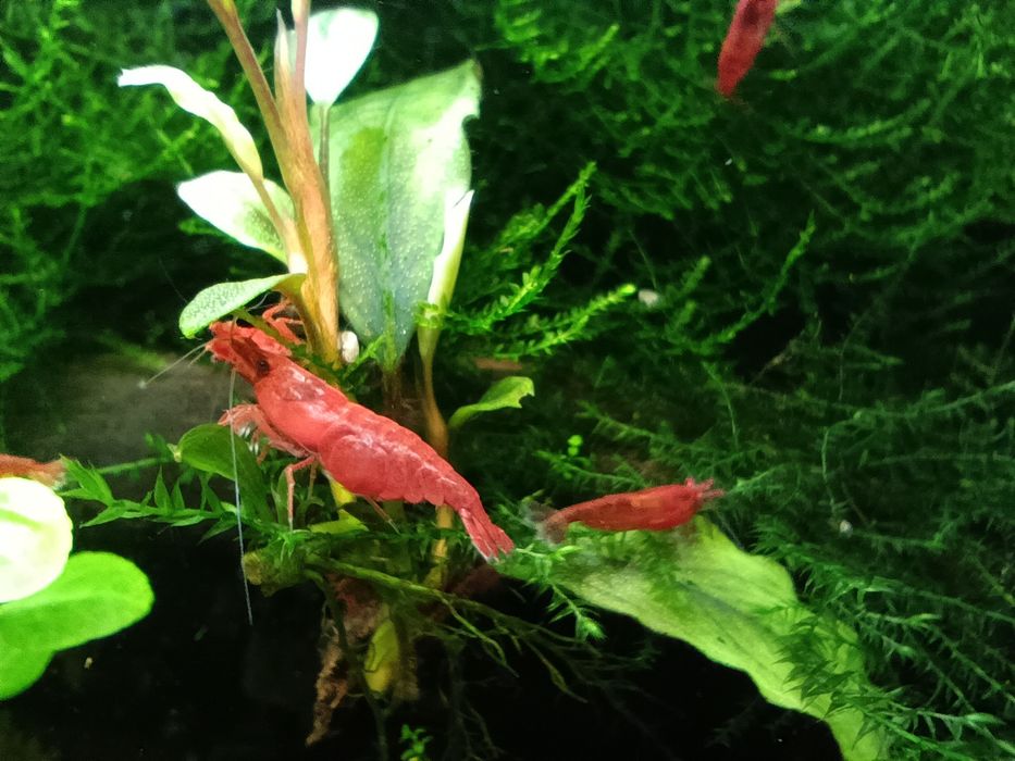 Krewetki / krewetka RED SAKURA - wysyłam