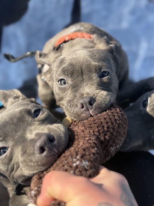 Продаються цуценята АМ Стаф