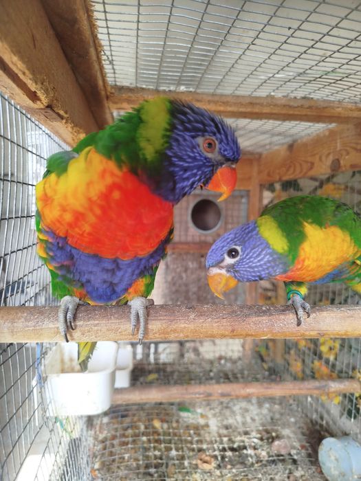 Loris molocano arco iris
