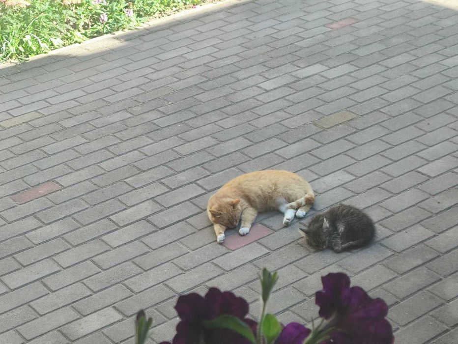 Котеня в хороші ручки, грайливе, ніжне, активне, муркотливе
