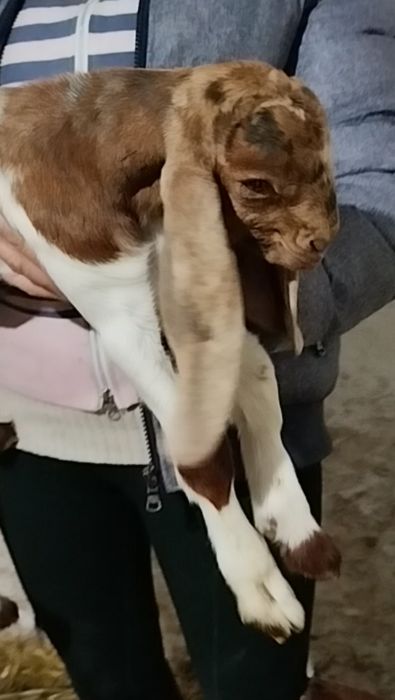 Каморі цапки, народились в січні 2026 року