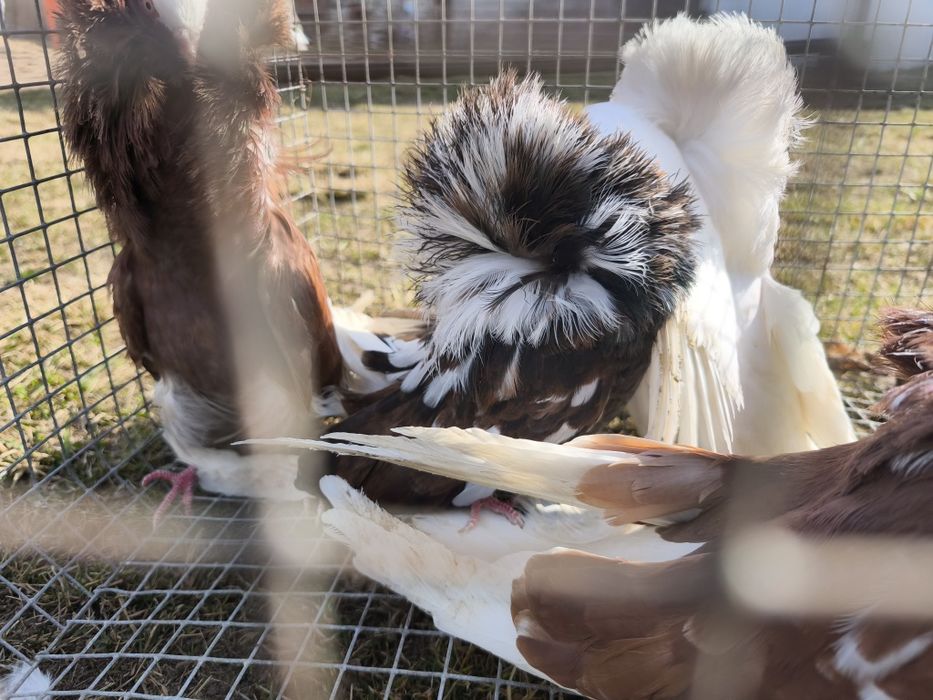 Perukarze samiec i samice