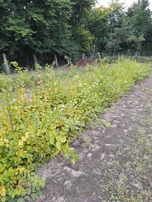 Sadzonki grabu 60 cm - 110 cm na żywopłot