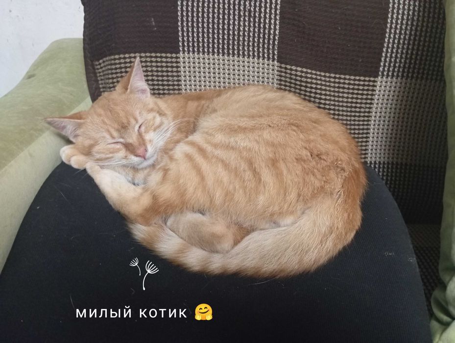 1 красивый кот и 2 красивые кошки