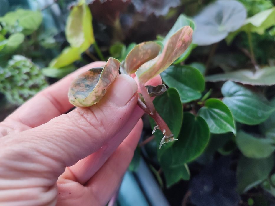 Пеперомія крем брюле crème brûlée peperomia