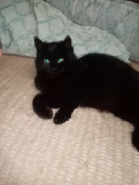 Гарна чорна кішечка шукає люблячу родину
