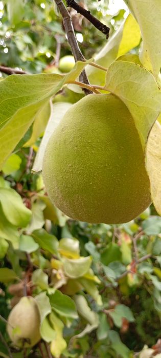 Marmelos biológicos no Porto