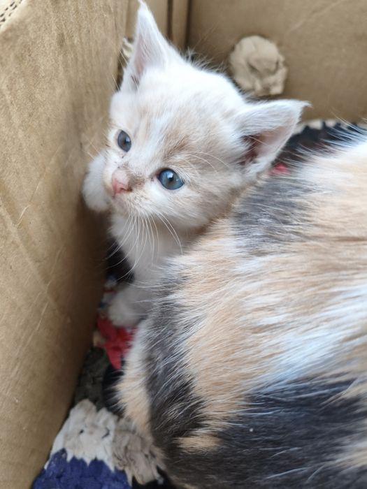 віддам  кошенят  безкоштовно
