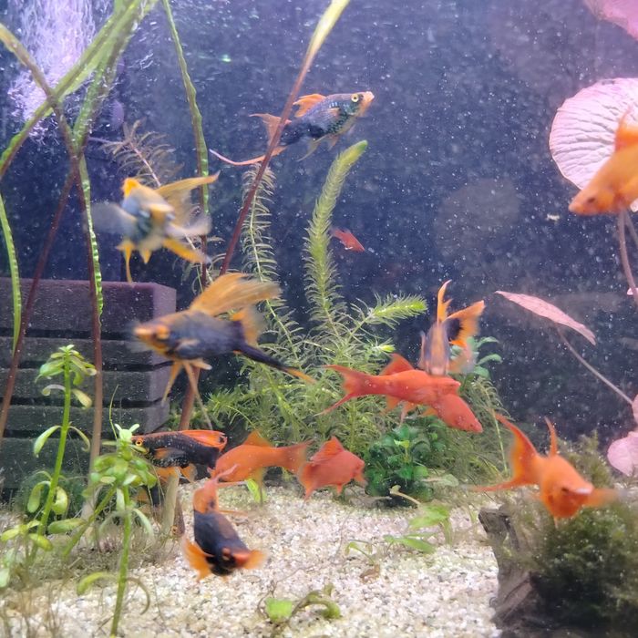 Mieczyki czerwone i hamburgi