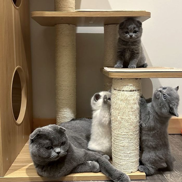 Неймовірно мʼяке хутро