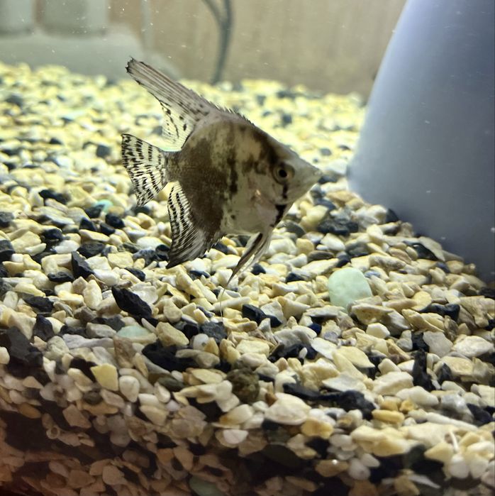 Акваріумні рибки скалярії