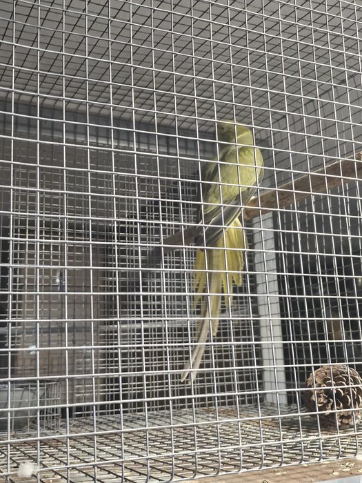 Ringneck para cedencia