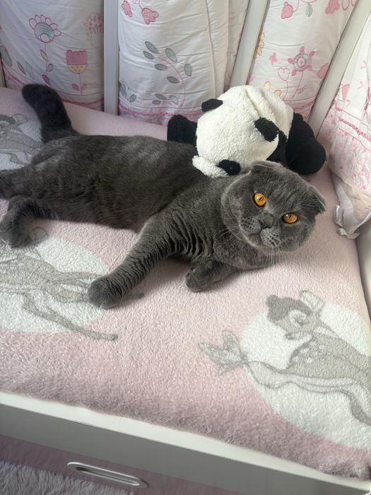 Scottish Fold para acalasar