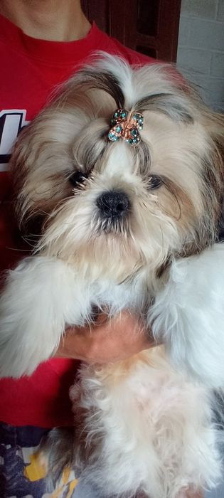 Маленький чистокровний красавчик
