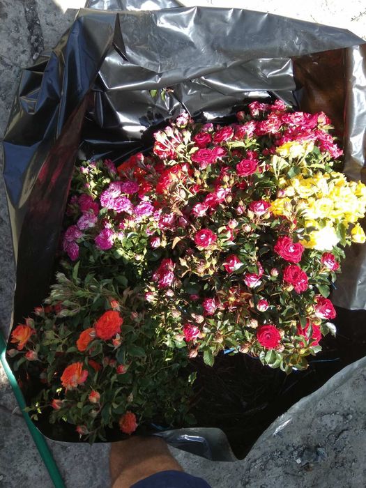 Саджанці троянд. Кусты роз оптом