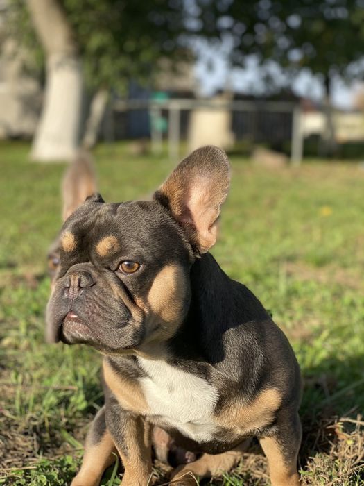 Французский бульдог в'язка. Ізабеллагенний