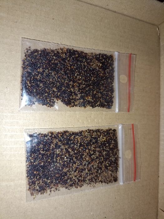 Nasiona koleusa/pokrzywka