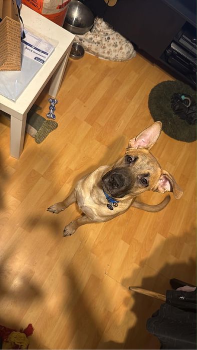 Oddam psa do adopcji