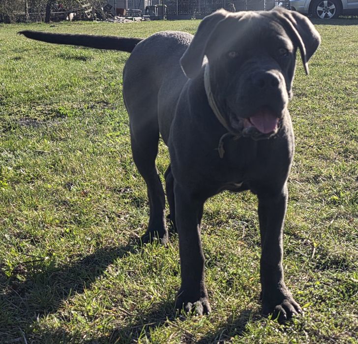 Cane Corso Italiano SUCZKA BŁĘKITNA (7 miesięczna)