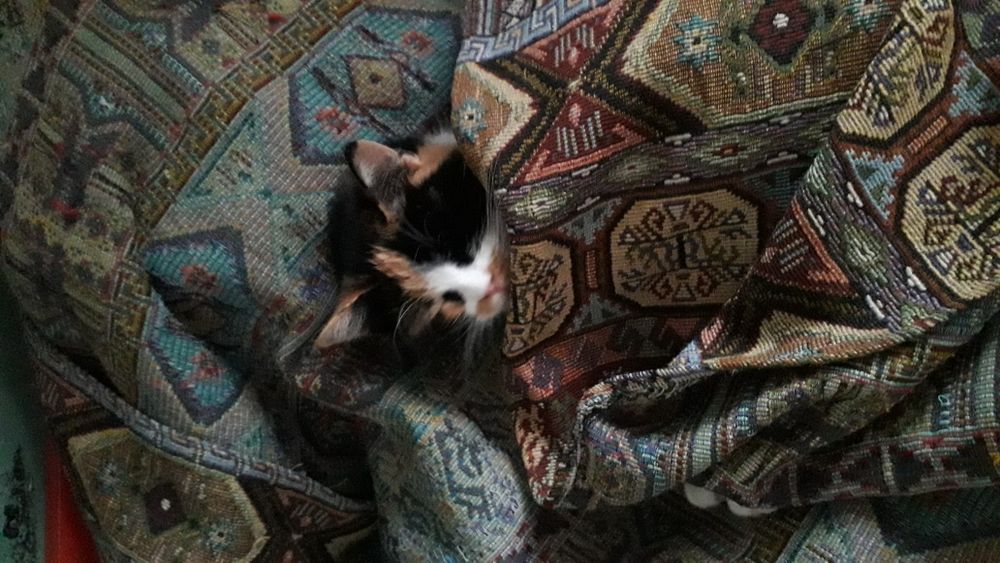 Пропала кошечка! Сидела на скамейке остановка трамвая Ин.физкультуры