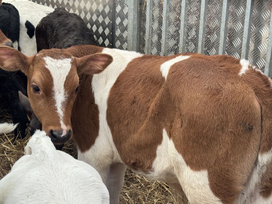 Cielaki mięsne duży wybór transport