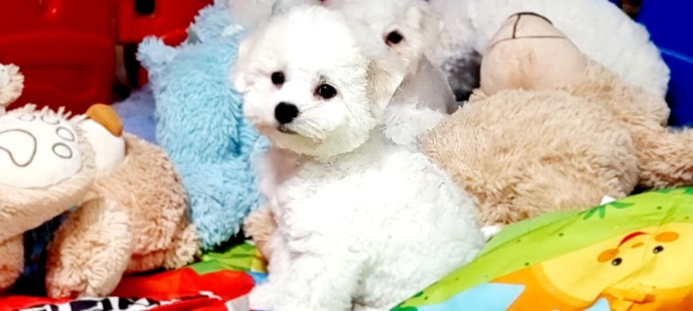 Bichon frise suczka zkwp