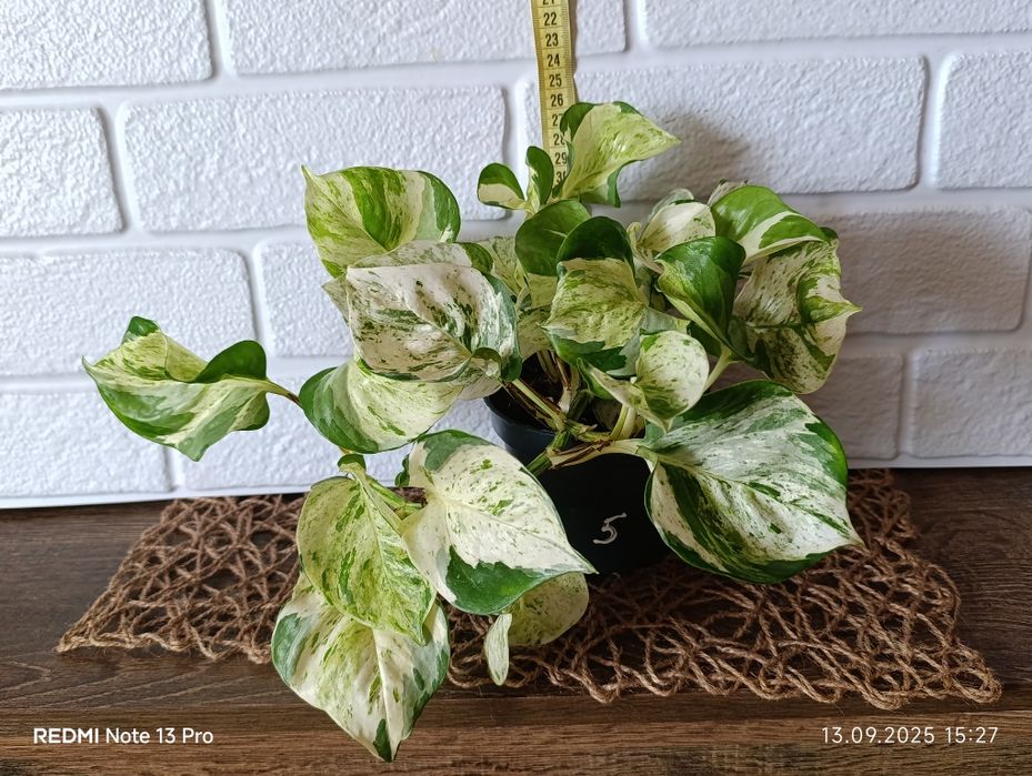 Епіпремнум хепі ліф