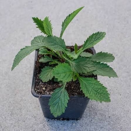 Werbena patagońska – HIT ogrodów -sadzonki