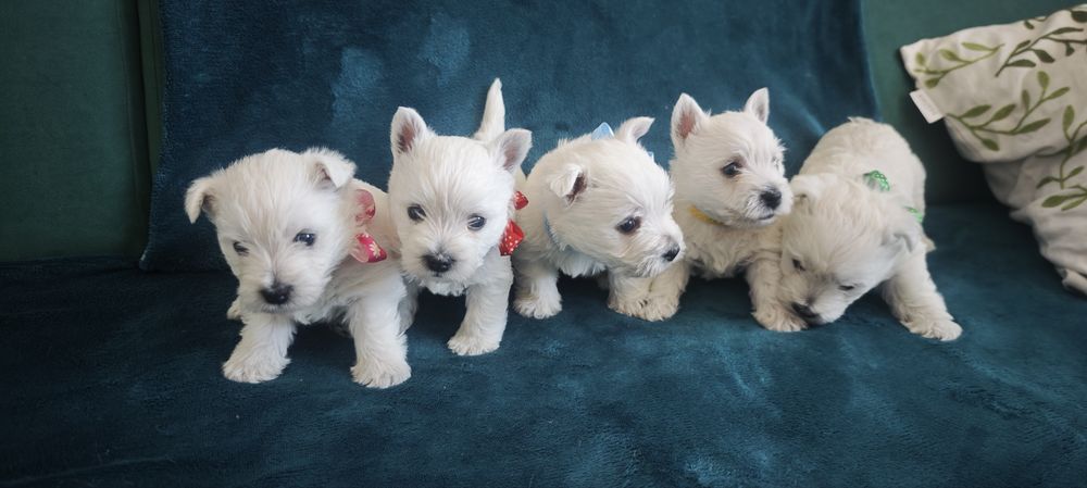 West highland white terrier
