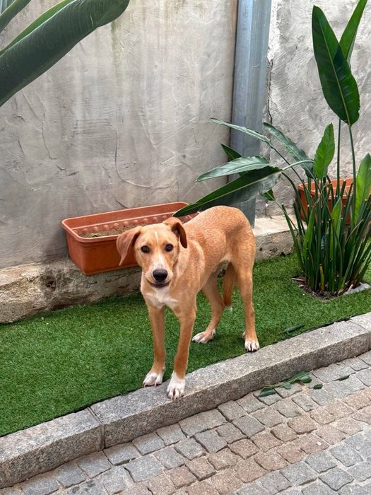 Caozinho de 7 mesinhos para adopção