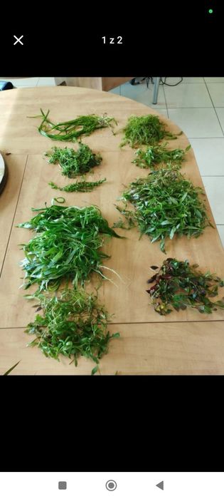 Rośliny do akwarium