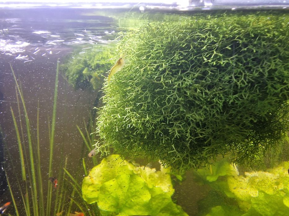 Wgłębka pływająca, mech do akwarium