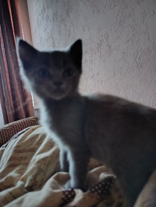 Котёнок мальчик ищет дом