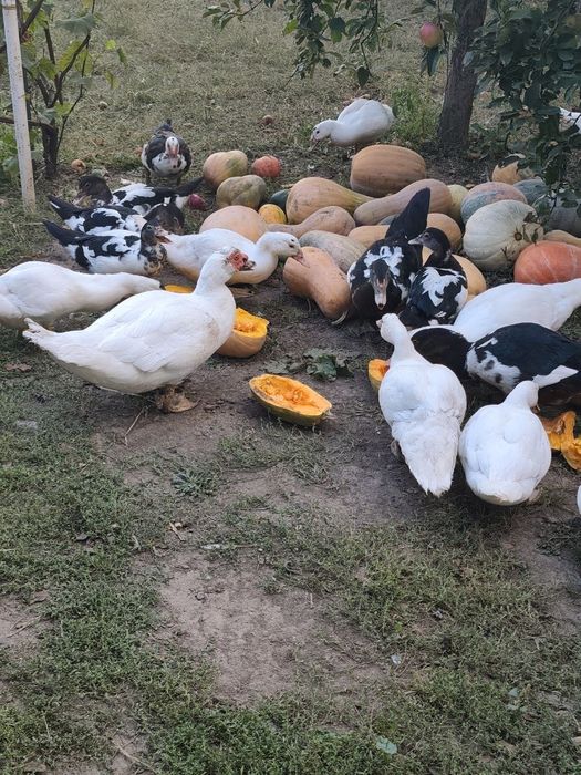 Продам качки-шипуни.