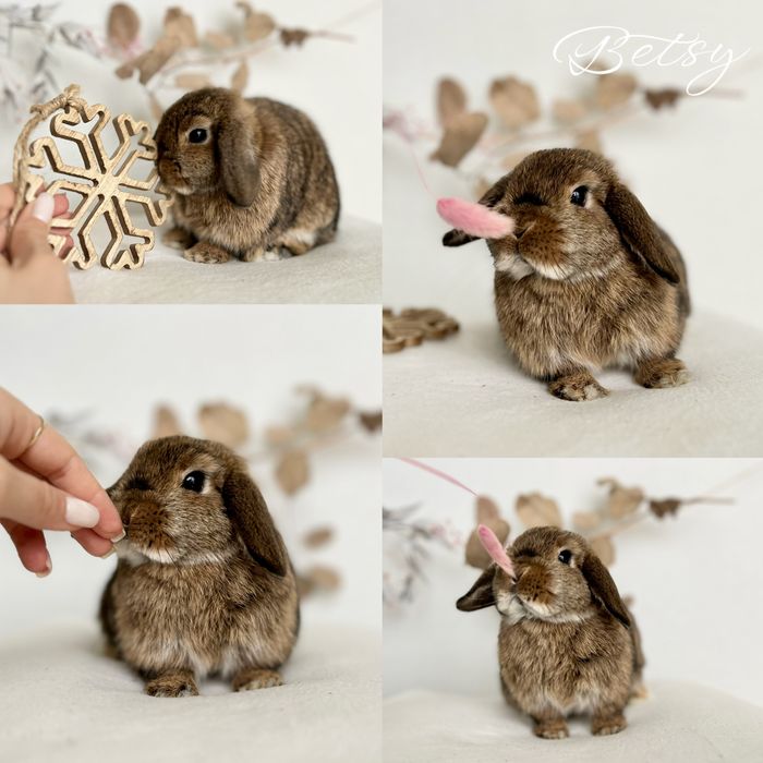 Króliczek Karzełek Teddy, karzelek Niderlandzki i Mini Lop Aktualne