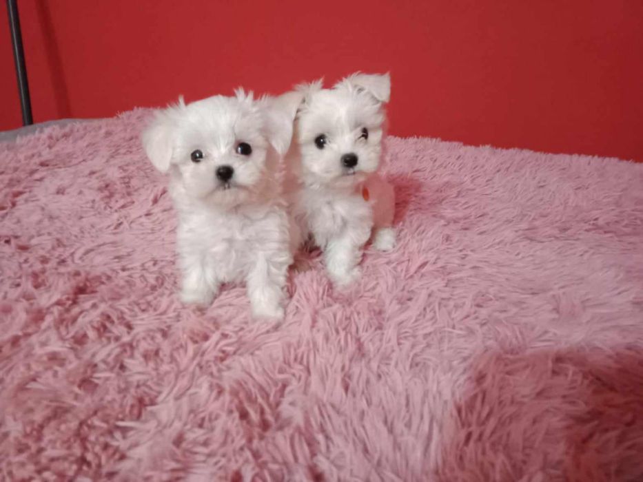 Maltańczyk biała kuleczka