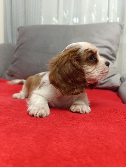 Cavalier Charles Spaniel