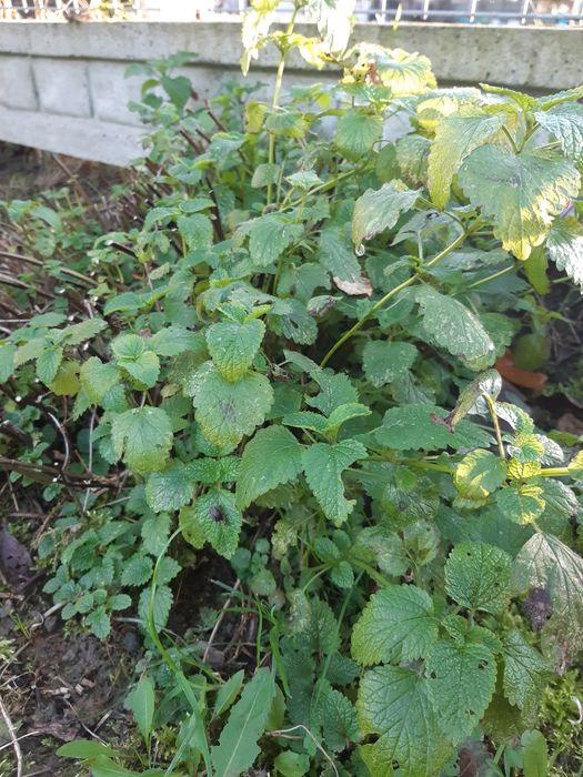 Kopczyk melisy Melisa