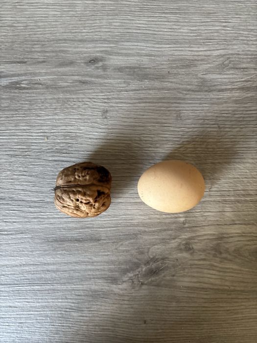 Orzechy włoskie jacki