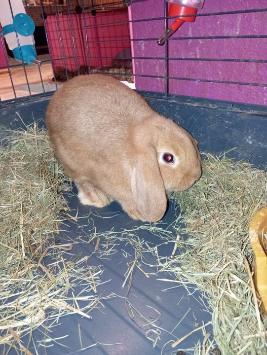 Królik miniaturki/karlowate