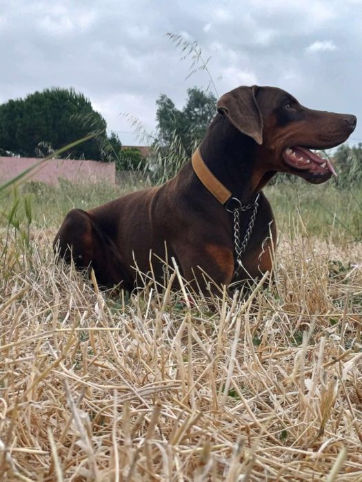 Excelente exemplar Doberman Europeu