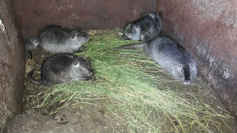 Клетки металические для содержания разних видов животних.