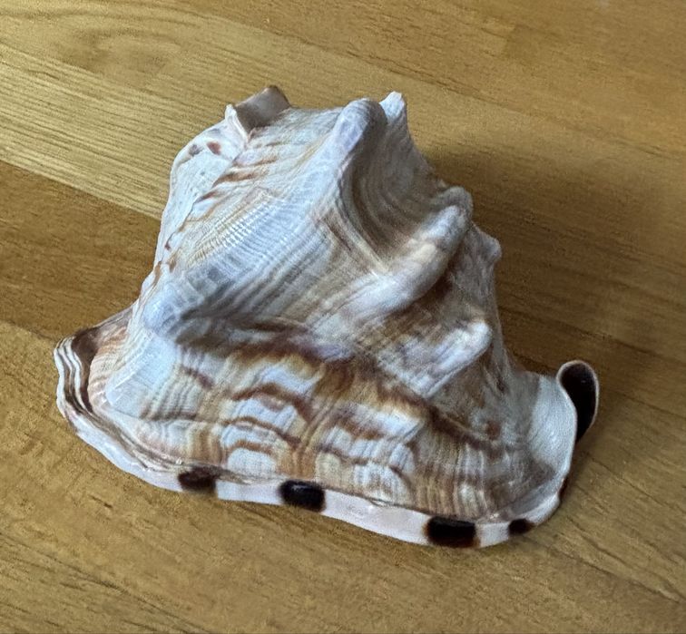 Ракушка карибского моря.