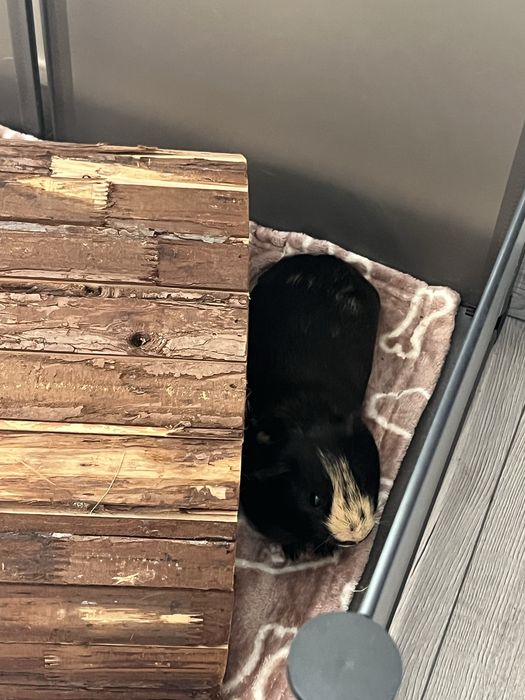 Oddam w dobre ręce 2 świnki morskie
