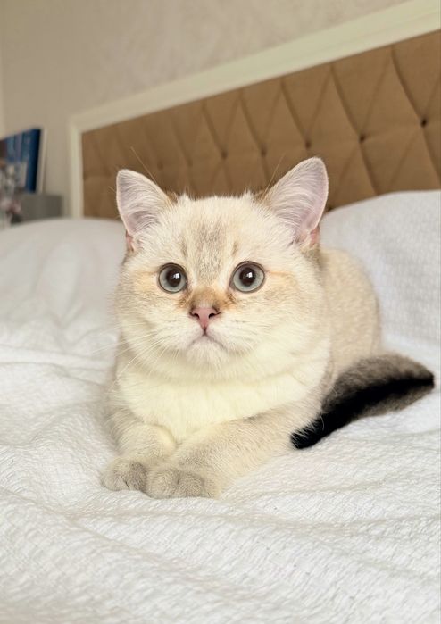 Хлопчик у рідкісному окрасі