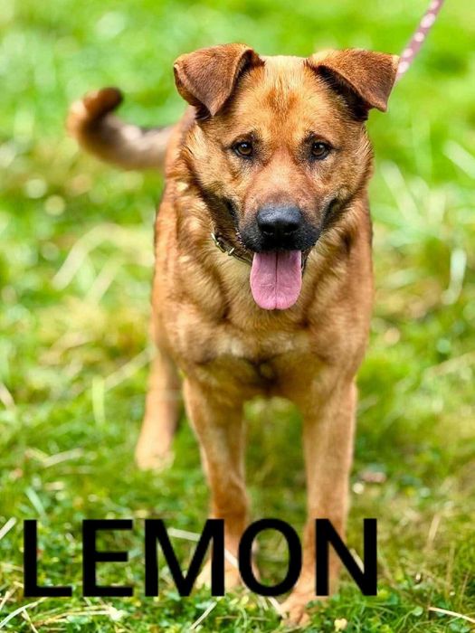 Lemon młody energiczny wesoły piesek szuka domu