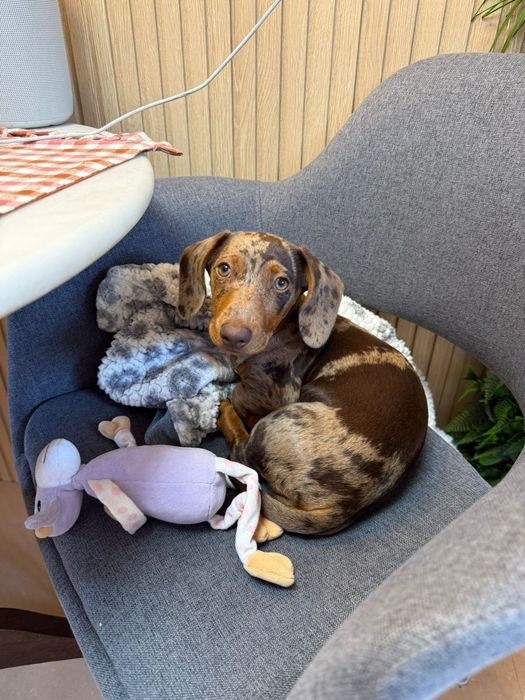 Cláudia, Pet Sitter Prática